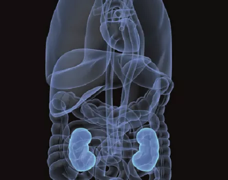 ledviny_organismus_medicina