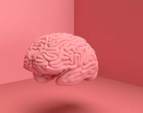 mozek