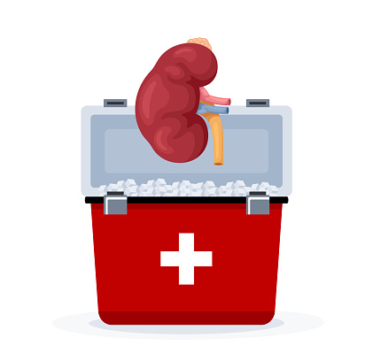 ledvina dárcovství transplantace