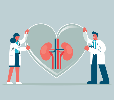 Ilustrační obrázek ledvin v srci s lékaři